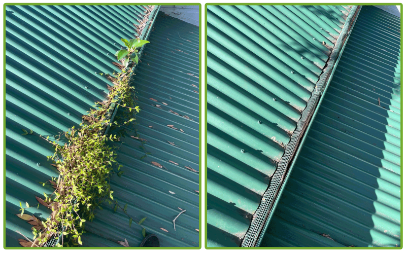 Before and after Gutter Cleaning in Double Bay