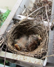 Animals In Gutters