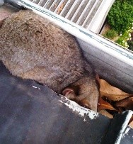 Possum In Sydney Gutter